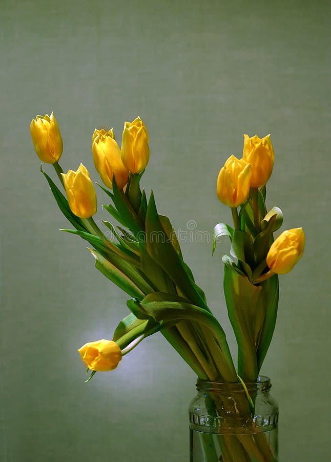 Bouquet of yellow tulips stock photo. Image of beautiful 685226