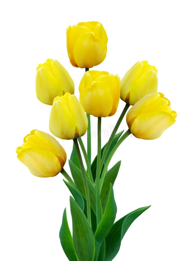 Bouquet of yellow tulips isolated on white background stock photo