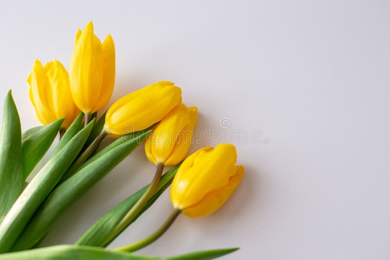 A bouquet of yellow tulips lies in the upper left corner on a white background