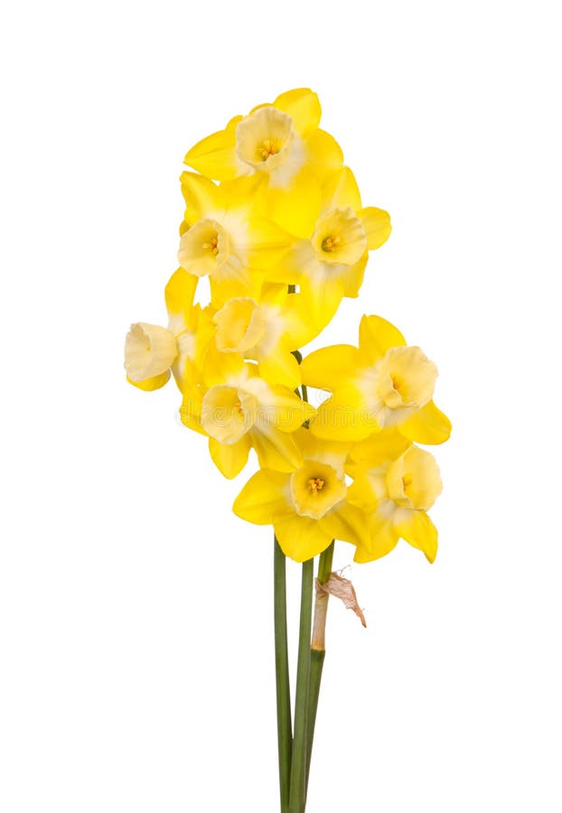 Bouquet of Yellow and White Jonquils Stock Image - Image of narcissus