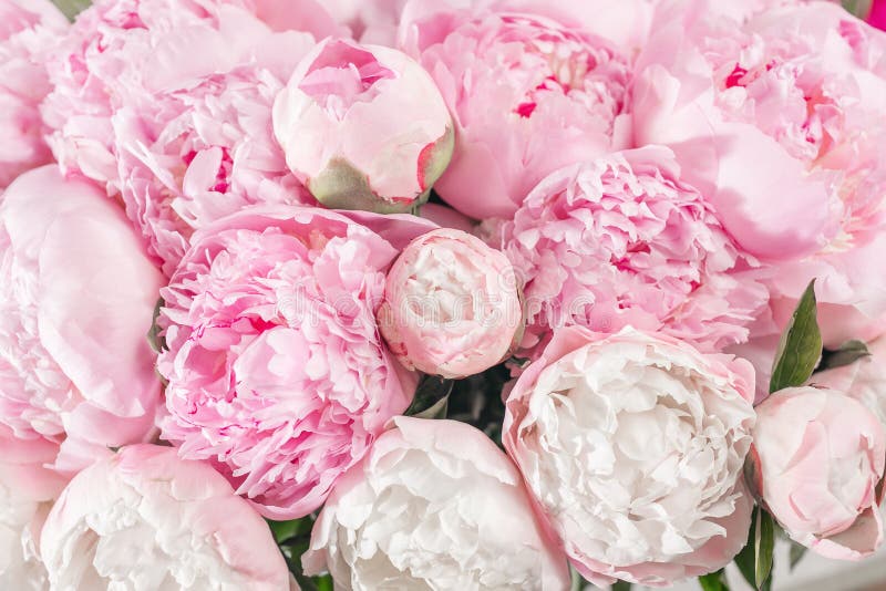 Bouquet élégant de beaucoup de pivoines de fin rose de couleur  Belle fleur pour toutes vacances Un bon nombre d'assez et