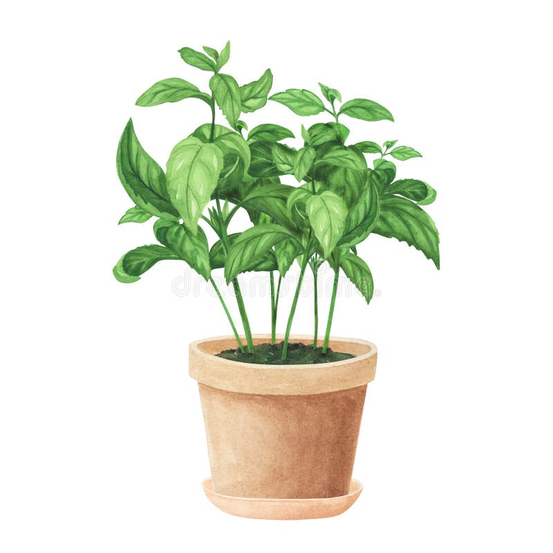 Bouquet świeże bazylia w ceramicznym garnku. ilustracja akwarelowa wyizolowana na białym tle. sztuka do projektowania tkanin ilustracji
