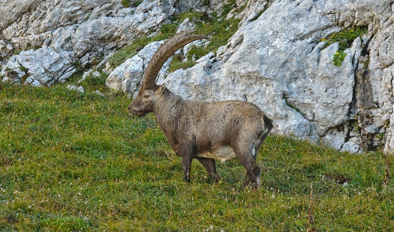 Bouquetin alpin européen sauvage dans l'environnement de nature photos libres de droits Bouquetin alpin européen sauvage dans l'environnement de nature photos libres de droits