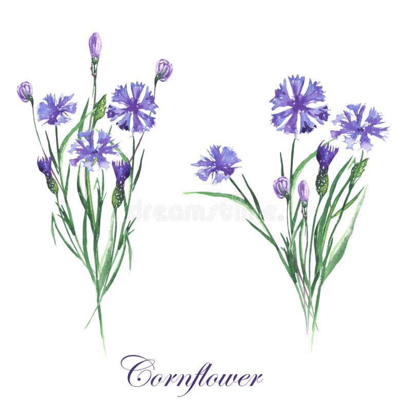 Bouquets des bleuets illustration de vecteur Bouquets des bleuets illustration de vecteur