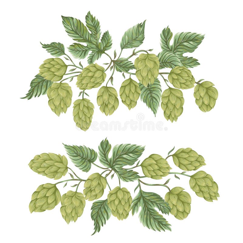 Bouquets with hops. Floral composition with hop cones, leaves and branches.