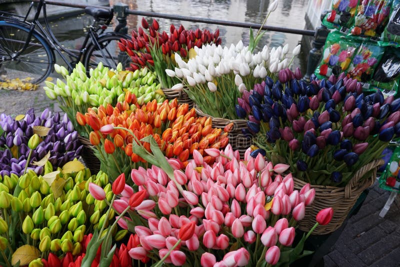 French tulip flower shop