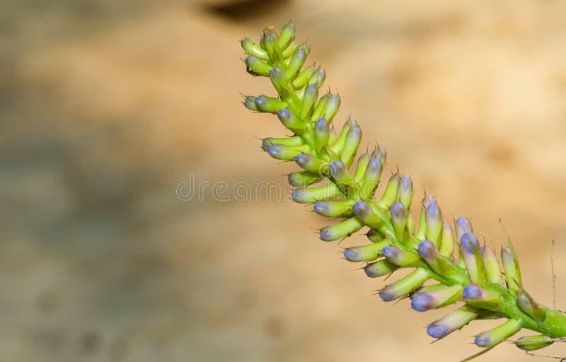 Close up bouquet fresh violet bloom and bud in botanic garden. copy space for text. beauty tiny floral detail on branch. soft scen royalty free stock images