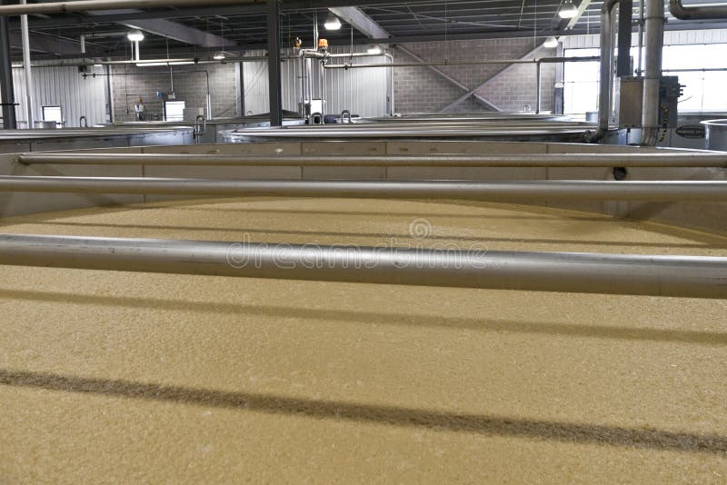 Bourbon Corn Mash Fermenting in Distillery Stock Photo Image of