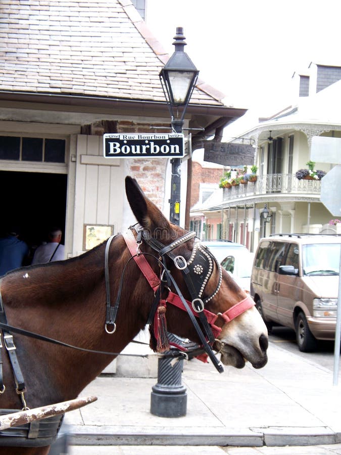 Bourbon Street Sign with Mule New Orleans