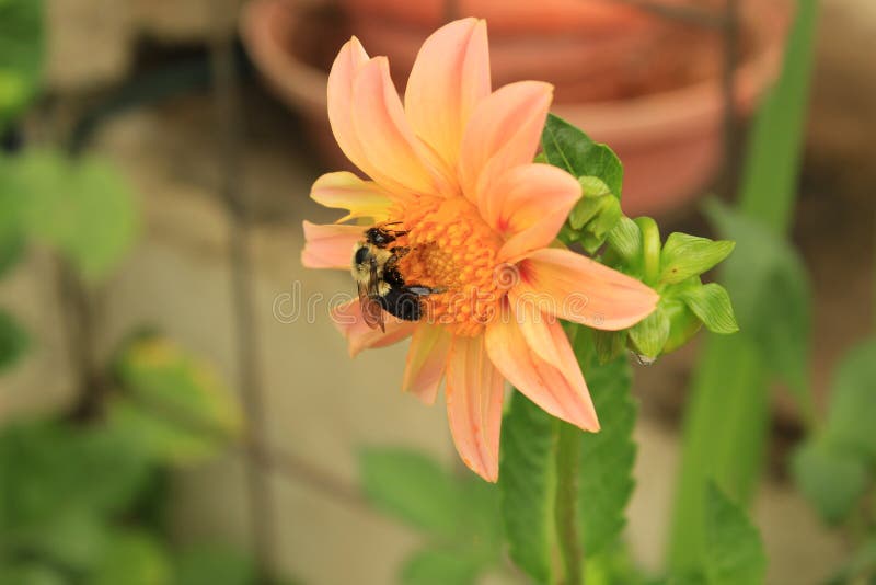 Bourdon rassemblant le pollen sur une fleur de dahlia photo stock Bourdon rassemblant le pollen sur une fleur de dahlia photo stock