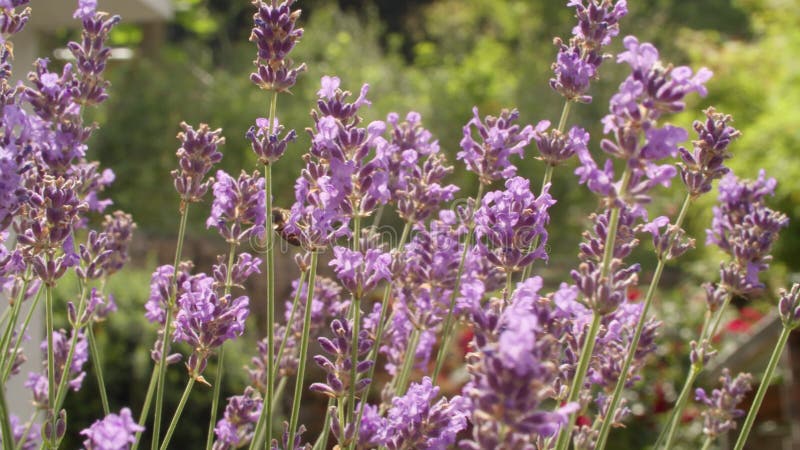Bourdon sur la fleur de lavande violette banque de vidéos