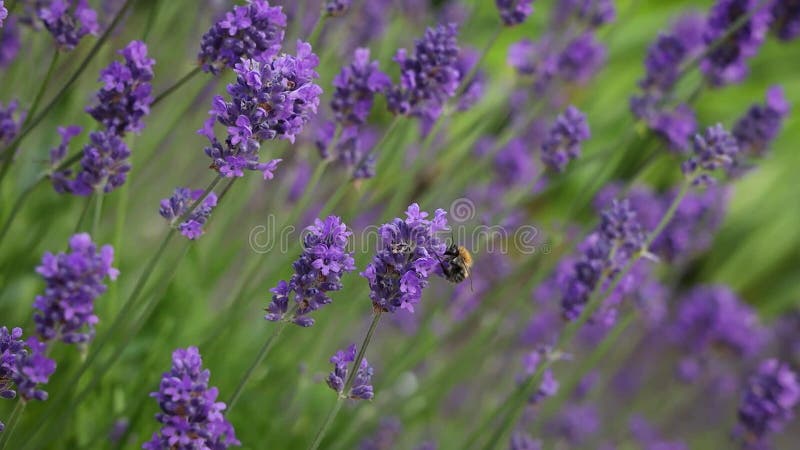 Bourdon sur les fleurs de lavande violette dans l'irlande de la brise clips vidéos