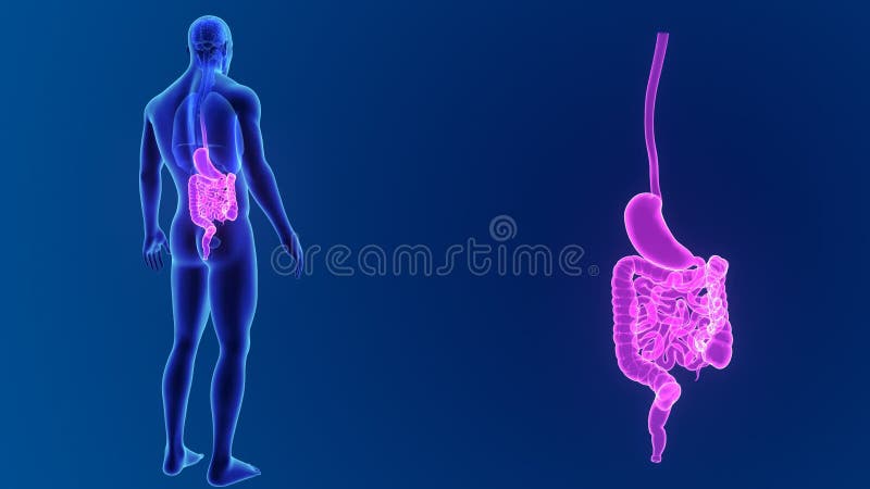 Bourdonnement d'estomac et d'intestin avec des organes