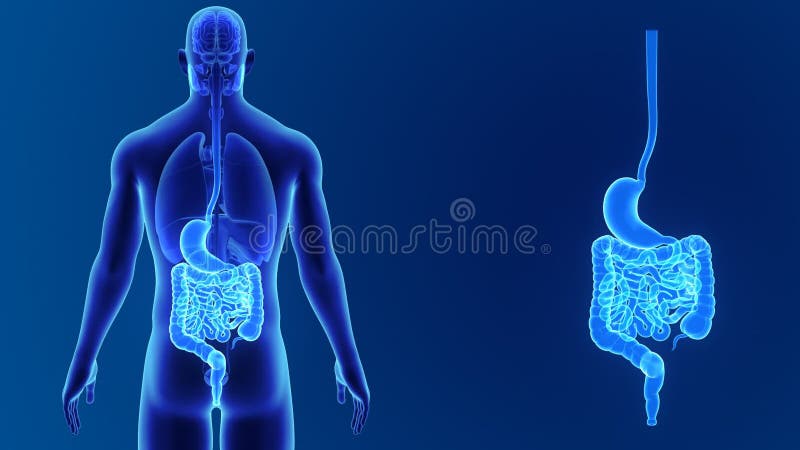 Bourdonnement d'estomac et d'intestin avec des organes