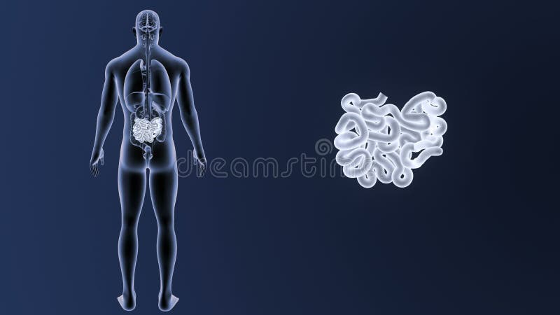 Bourdonnement d'intestin grêle avec le corps d'organes
