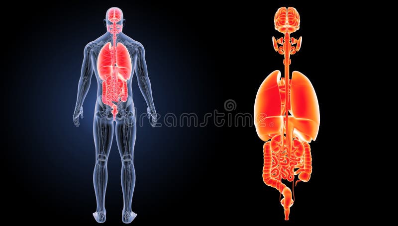 Le corps humain - modèle d'anatomie torse avec organes, 40 parties