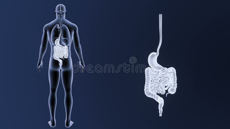 Bourdonnement humain d'estomac et d'intestin avec des organes