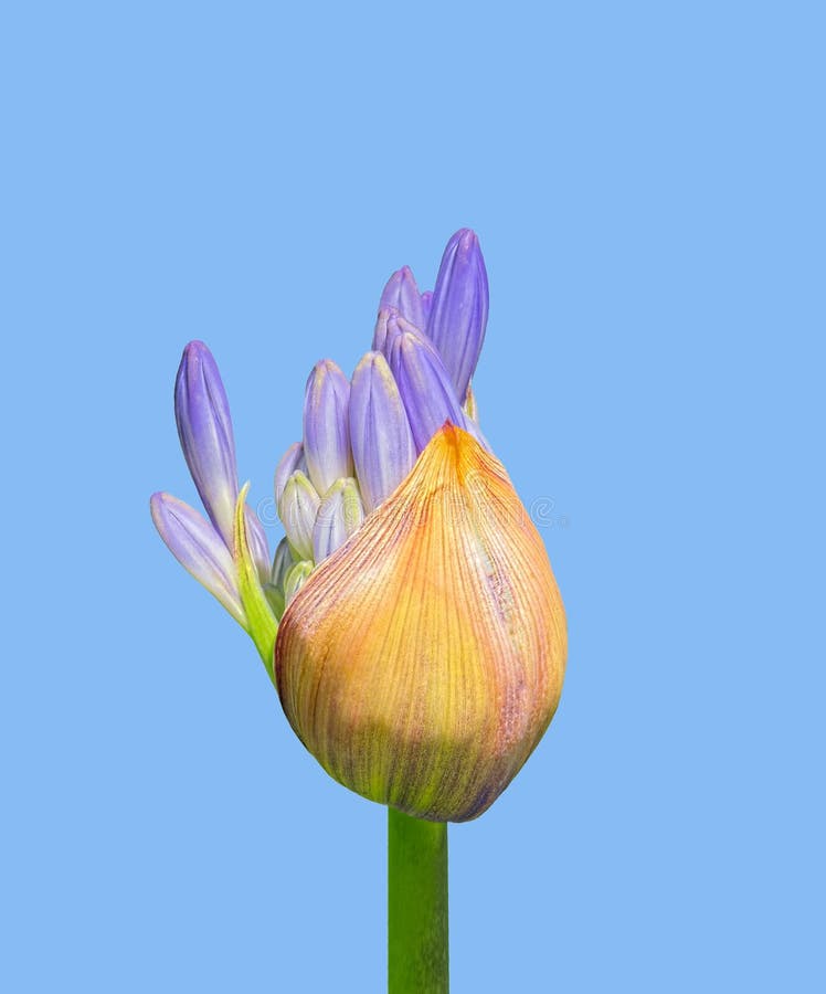 Bourgeon d'Agapanthus images libres de droits Bourgeon d'Agapanthus images libres de droits