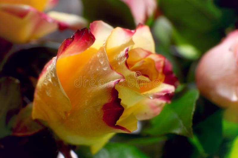 Bourgeon d'un jaune avec la fin de rose de rouge images libres de droits Bourgeon d'un jaune avec la fin de rose de rouge images libres de droits