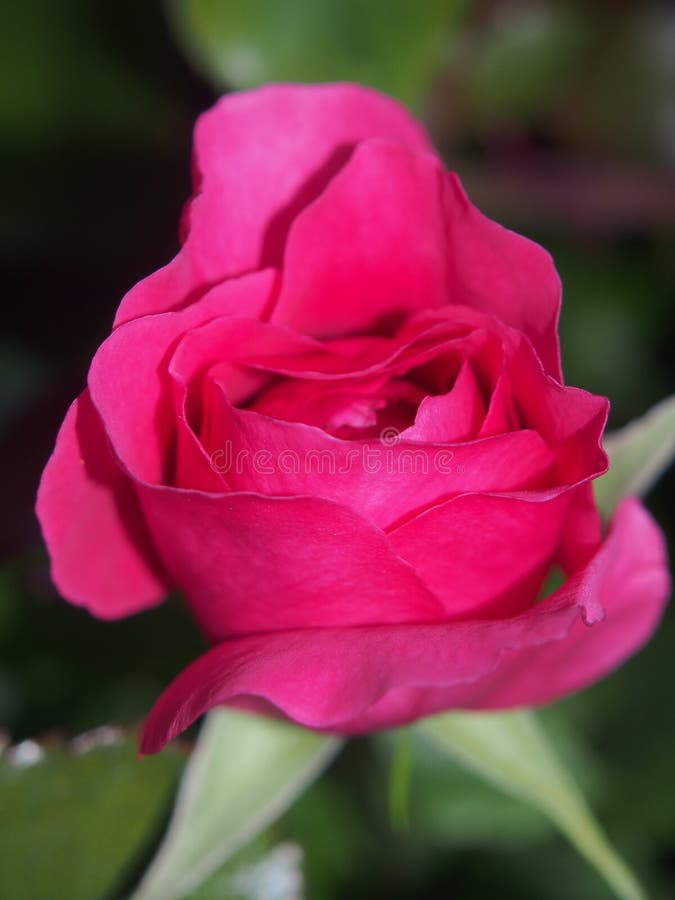 Bourgeon de floraison d'une rose rouge Fleur fleurissant sur un buisson Animal familier rouge photos libres de droits Bourgeon de floraison d'une rose rouge Fleur fleurissant sur un buisson Animal familier rouge photos libres de droits
