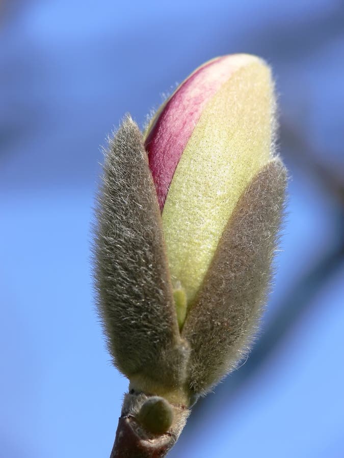 Bourgeon de magnolia