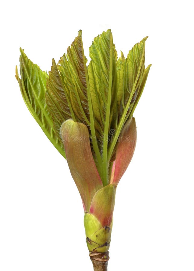Bourgeon De Sycomore Image Stock. Image Du Lame, Isolement - 3696543