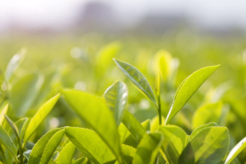 Bourgeon et feuilles de thé vert