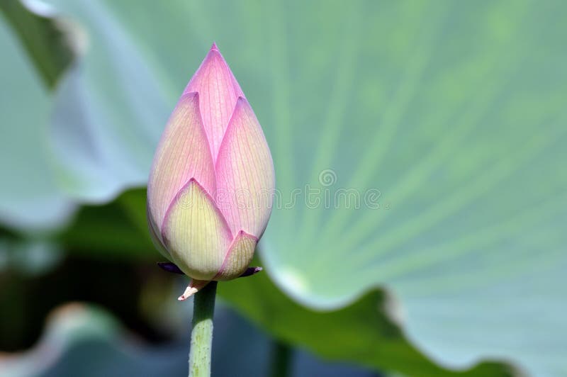 Bourgeon floral de lotus