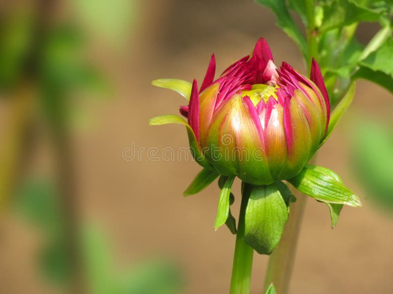 Bourgeon floral rose, centrale de dahlia