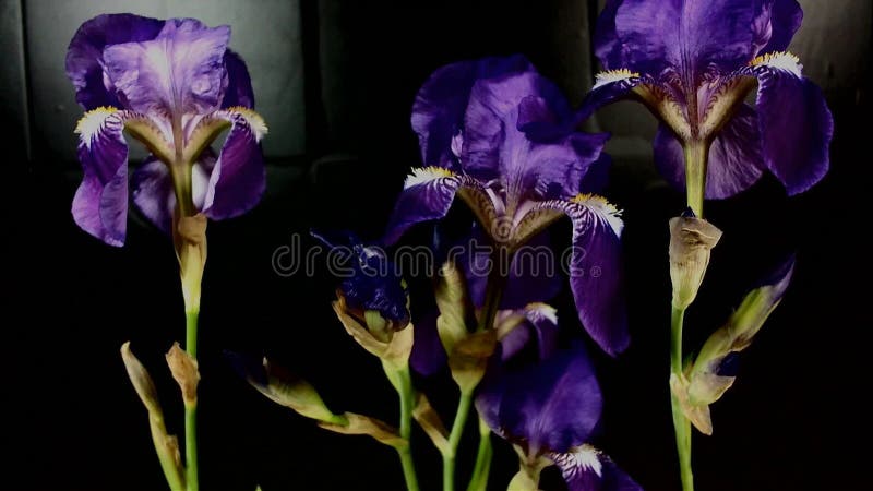 Bourgeon floraux color?s de floraison, longueur de timelapse Fermez-vous, macro