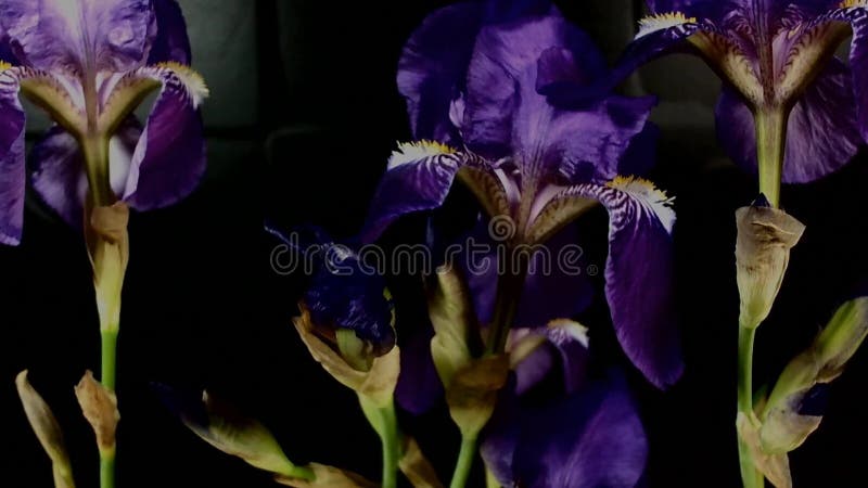 Bourgeon floraux color?s de floraison, longueur de timelapse Fermez-vous, macro