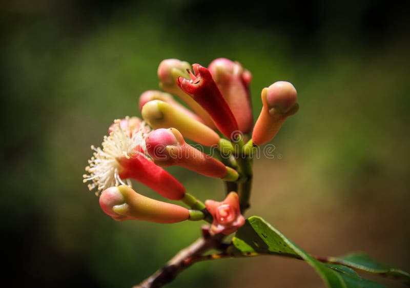 Cloves are the aromatic flower buds of a tree in the family Myrtaceae, Syzygium aromaticum. They are native to the Maluku Islands or Moluccas in Indonesia, and are commonly used as a spice. Cloves are commercially harvested primarily in Bangladesh, Indonesia, India, Madagascar, Zanzibar, Pakistan, Sri Lanka, and Tanzania. Cloves are available throughout the year. Cloves are the aromatic flower buds of a tree in the family Myrtaceae, Syzygium aromaticum. They are native to the Maluku Islands or Moluccas in Indonesia, and are commonly used as a spice. Cloves are commercially harvested primarily in Bangladesh, Indonesia, India, Madagascar, Zanzibar, Pakistan, Sri Lanka, and Tanzania. Cloves are available throughout the year.