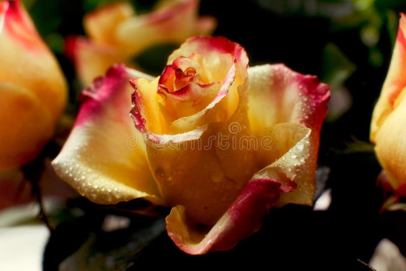 Bourgeon humide de jaune avec la fin de rose de rouge photographie stock libre de droits Bourgeon humide de jaune avec la fin de rose de rouge photographie stock libre de droits