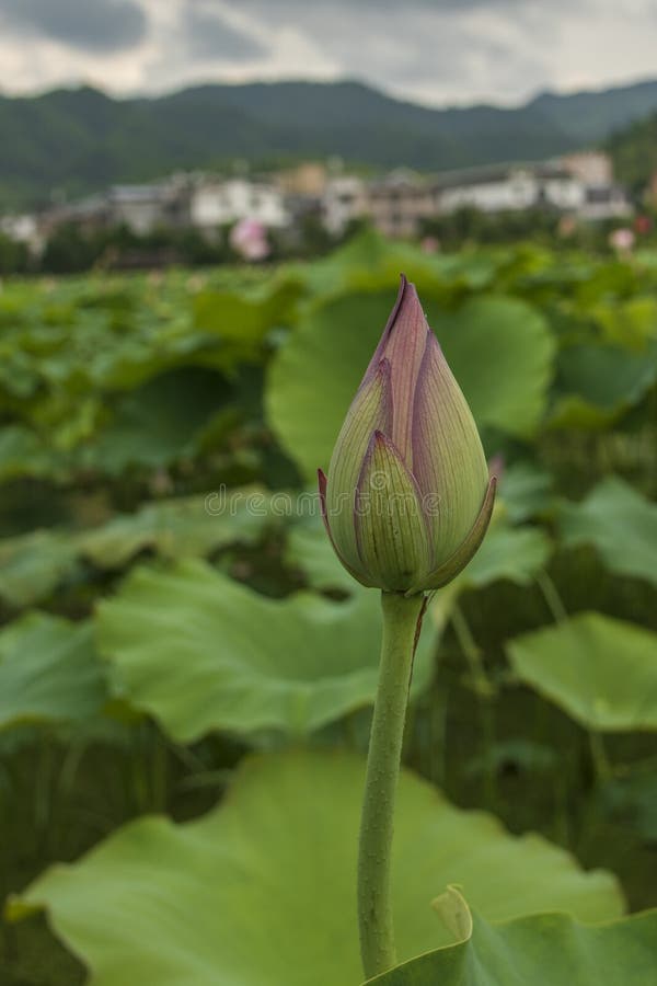 Bourgeon rose de lotus image libre de droits Bourgeon rose de lotus image libre de droits