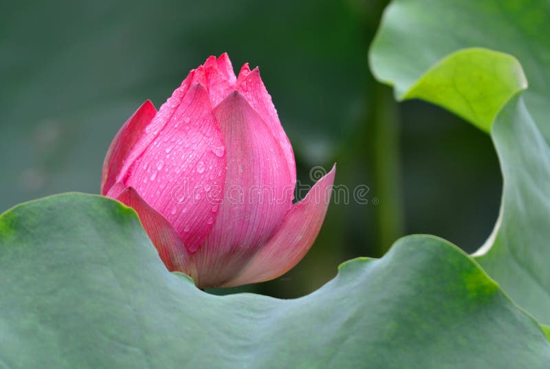 Beautiful pink Lotus flower in the rain. Beautiful pink Lotus flower in the rain.