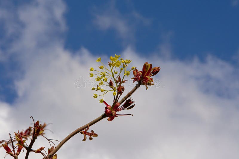 Bourgeons de feuille d'érable et fleurs - Acer photo libre de droits Bourgeons de feuille d'érable et fleurs - Acer photo libre de droits
