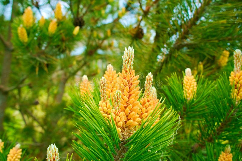 Cosses de pollen de pin image stock. Image du arbre - 109681835