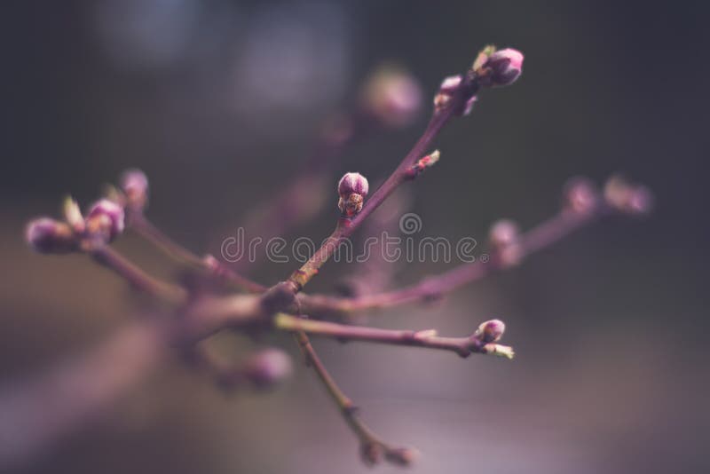 Bourgeons de pêche images libres de droits Bourgeons de pêche images libres de droits