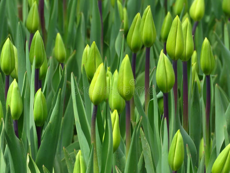 Bourgeons des tulipes avec les feuilles vertes fraîches dans les lumières molles sur le fond brouillé La tulipe fleurissent au pr images stock Bourgeons des tulipes avec les feuilles vertes fraîches dans les lumières molles sur le fond brouillé La tulipe fleurissent au pr images stock