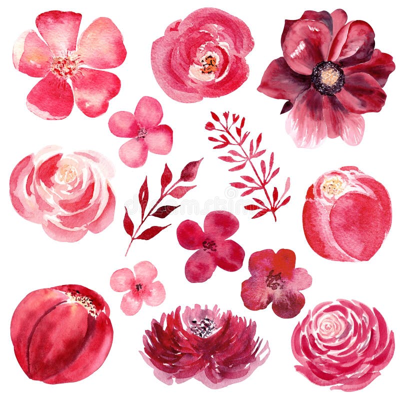 Bourgogneblommor räcker den utdragna vattenfärgillustrationuppsättningen vektor illustrationer Bourgogneblommor räcker den utdragna vattenfärgillustrationuppsättningen vektor illustrationer
