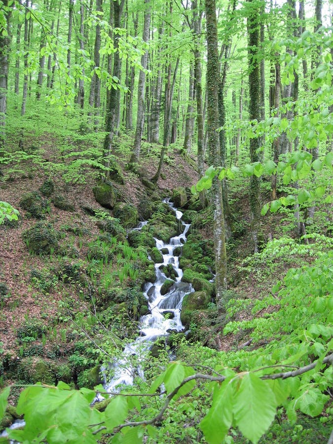 Bourn in mountains forests in Caucasus