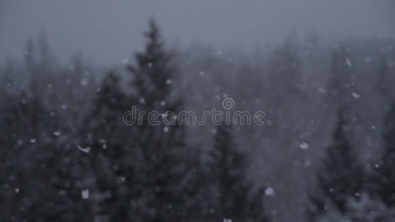 Bourrasque de neige de forêt d'hiver