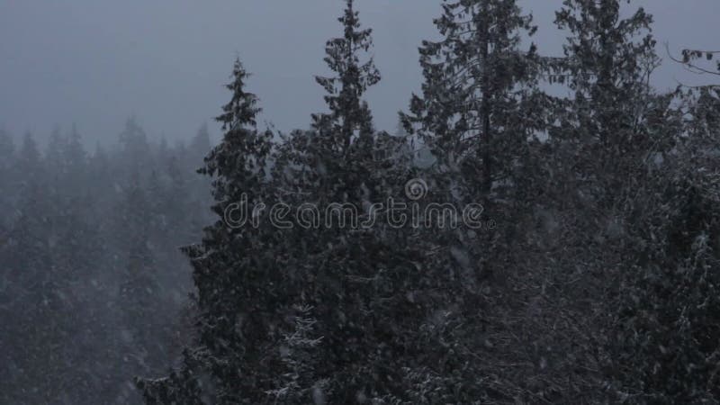 Bourrasque de neige de forêt d'hiver