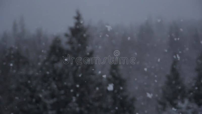 Bourrasque de neige de forêt d'hiver