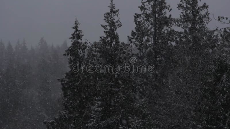 Bourrasque de neige de forêt d'hiver