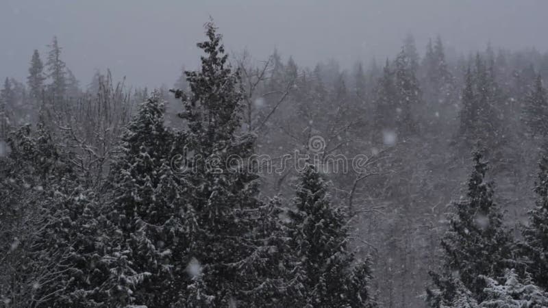 Bourrasque de neige de forêt d'hiver