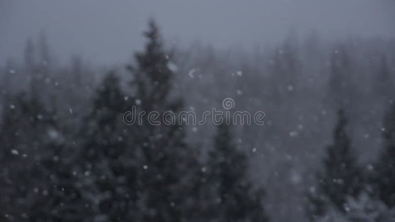 Bourrasque de neige de forêt d'hiver