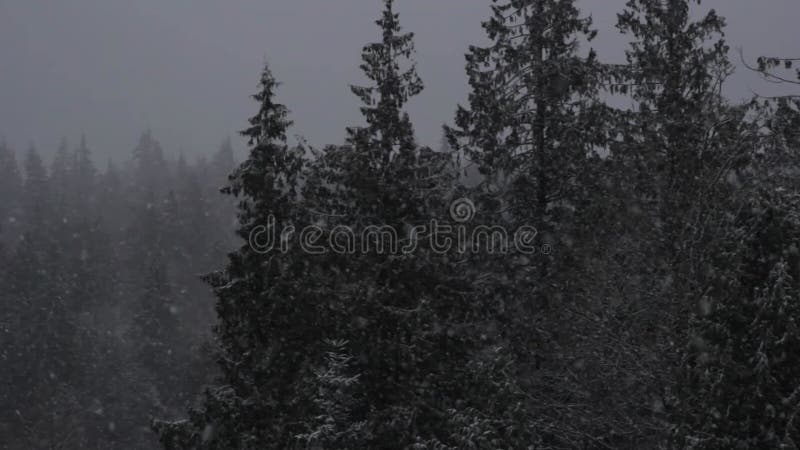 Bourrasque de neige de forêt d'hiver