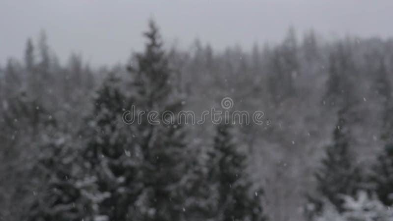 Bourrasque de neige de forêt d'hiver