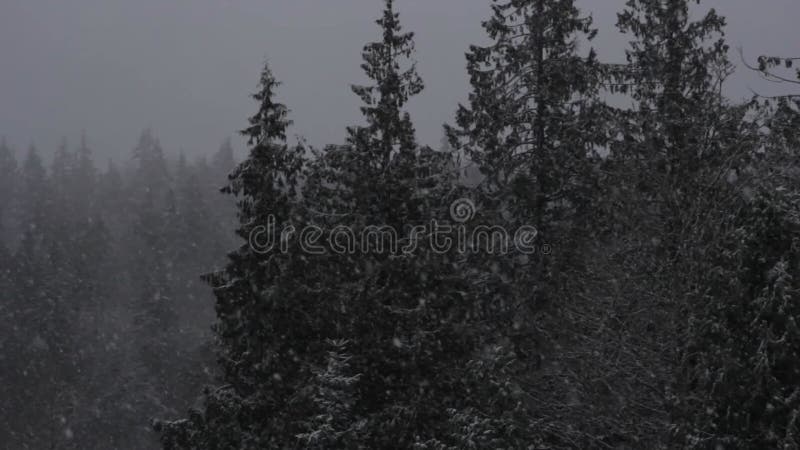 Bourrasque de neige de forêt d'hiver